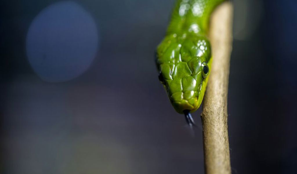 News  snake-2.jpg